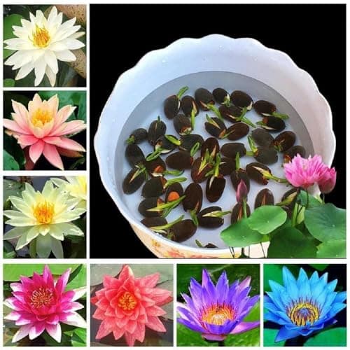 Lotus Flower Seeds (Mixed Colors) - Outdoor Living - Review & Buying Guide
